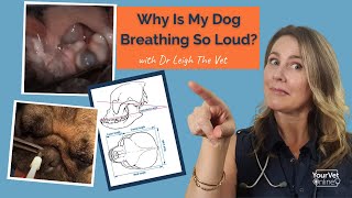 Noisy Snoring amp Breathing Brachycephalic Obstructive Airway Syndrome In Dogs [upl. by Husha]