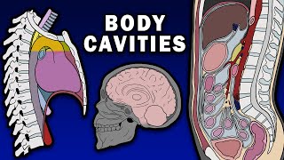 BODY CAVITIES ANATOMY  Cranial Spinal Thoracic Abdominopelvic [upl. by Nabala650]