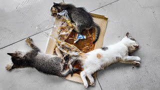 LTT Animal  Glue Trap Horror Cats Incredible Rescue Journey 🐱 [upl. by Liauqram728]