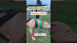 Epic Tug of War Pitbull vs Staffordshire Bull Terrier [upl. by Noraa]