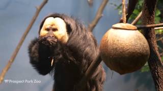 Titi Monkeys and WhiteFaced Saki Monkeys  Prospect Park Zoo [upl. by Glarum]