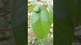 Guava fruiting plant scientific name Psidium guajava botany shorts [upl. by Alfonse437]