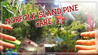 Norfolk Island Pine Tree Care [upl. by Ck478]