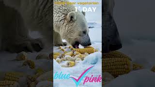 Polar bear likes corn bear polarbear corn [upl. by Colon757]