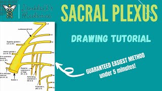 ANATOMY  Drawing of the Sacral Plexus Made Easy [upl. by Anatsirhc186]