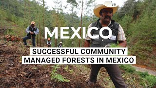 Ejidos  Successful Community Managed Forests in Mexico  Mexico [upl. by Rothstein]