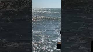 Good waves at Cayucos pier surfsup bigwaves cayucospier [upl. by Sallie625]