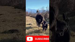 Majestic Caucasian Shepherd Dog🐶😡 and Playful FriendquotDog DuoquotquotRunning FreequotquotHappy Trailsquot gotchaday [upl. by Zetana985]