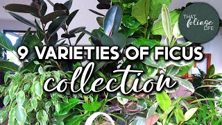 Ficus Plant Collection and Care Tips [upl. by Cummine888]