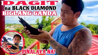 EP696  GANDANG DAGIT NITO PARANG BLACK DIAMOND PERO PALAYAIN NA NATEN [upl. by Dagny]