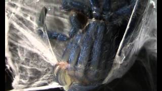 Avicularia versicolor molting [upl. by Lladnarc]