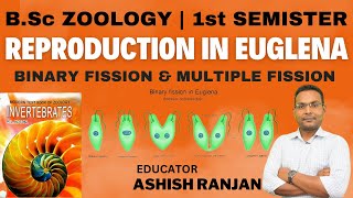 BSc Zoology  1st Semester  Reproduction In Euglena [upl. by Fortunia]