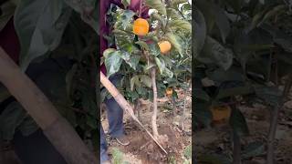 Lets Planting This Beautiful Persimmon Variety satisfying RomFarm [upl. by Eilrahs483]