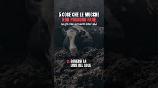 5 cose che le mucche non possono fare negli allevamenti intensivi [upl. by Akemor504]