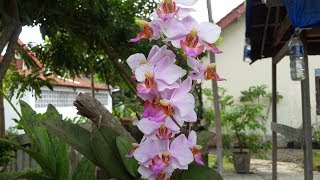 Anggrek Doritis  Phalaenopsis pulcherrima  Anggrek amp Jamur jelaga black fungus [upl. by Llarret]