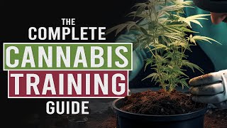 Grow BIGGER NUGS with Cannabis Stress Training [upl. by Camala37]