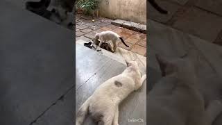 Male cats hot argument for femaleCats fighting40 [upl. by Danna9]