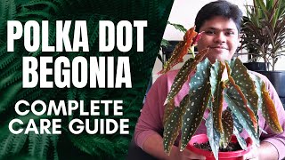 Polka Dot Begonia Complete Care Guide  Light Water Temperature Propagation Fertiliser and More [upl. by Bertie]