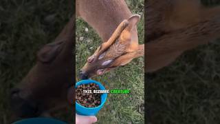 Bizarre Scent Glands of Muntjac Deer [upl. by Oiramad836]