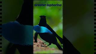 Greater Lophorina New Guineas Most Stunning BirdofParadiseshorts birds birdslovernature [upl. by Ayoras]