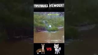 Wolf vs Pitbull trending animals wolf vs pitbull dog wildlife youtubeshorts viralvideo [upl. by Eanad]