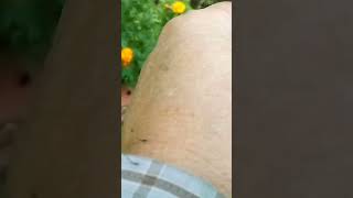 catching a praying mantis in the garden 5 minutes in the garden ASMR nature bugs shorts [upl. by Adnamal]