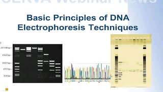 SERVA Webinar DNA Electrophoresis  The Basics English [upl. by Reifnnej]