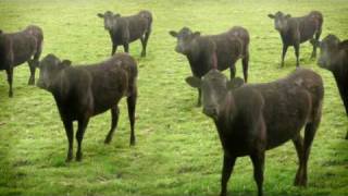 cows amp cows amp cows [upl. by Griswold]