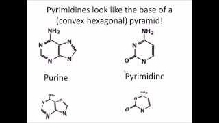 How to Remember DNA and RNA Nucleotides and their Structure [upl. by Noslien]