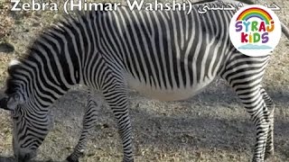 Zoo Animals  Arabic amp English حديقة الحيوانات بالعربية و الانجليزية  Arabic Language Learning [upl. by Lleze]