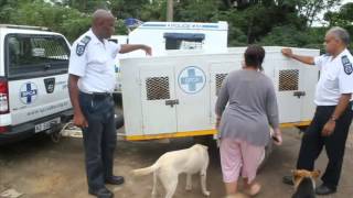 SPCA raids property  30 Dogs Confiscated [upl. by Pasol]