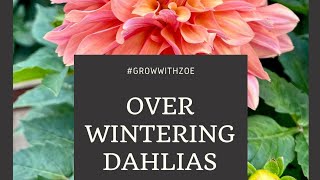 Overwintering Dahlias Brief overview [upl. by Chamkis]