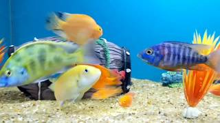 My Cichlid Fish Tank Malawi Cichlids amp Parrot Fish [upl. by Ladonna]