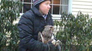 Setting the Great Horned Owl Free [upl. by Weinshienk]