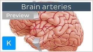 Arteries of the brain lateral and medial views preview  Human Neuroanatomy  Kenhub [upl. by Nyleek]