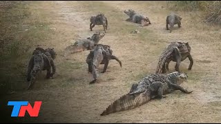 Tragedia ecológica en Corrientes los yacarés atrapados entre los incendios escapan de las llamas [upl. by Genesa]