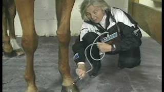 Mary Bromiley Respond Laser and PEMF Equine Physiotherapist [upl. by Hadihsar]