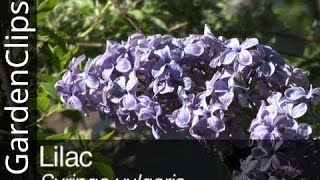 Lilac  Syringa vulgaris  Everything you need to know about Lilacs [upl. by Ecyak]