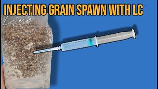 How To Inoculate Sterilized Grain Spawn Bags Still Air Box  FlowHood [upl. by Pollack310]