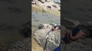 fishing channa striata 😍 catchandrelease fishingfun fishingtrip fishingvlog viralvideo [upl. by Innoc]