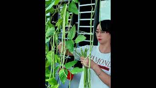 Harvesting cowpeas from the balcony garden garden balcony [upl. by Dorotea181]