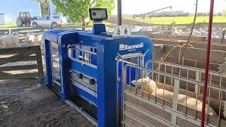 Racewell DR3 amp Macrostock Scale System auto drafting Sheep By Weight [upl. by Cooperstein953]