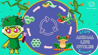 Life Cycles  KS1 Science  STEM and Beyond [upl. by Haywood]