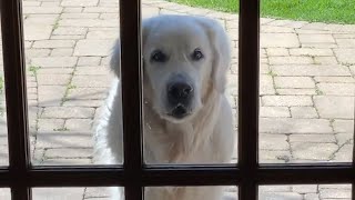 14YearOld Golden Retriever Brings Surprises to Neighbors Every Day  The Dodo [upl. by Hertha]