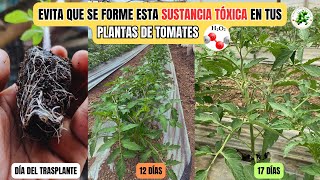 Estos son los MEJORES PROCESOS para el Día De La Siembra en CULTIVOS DE TOMATES [upl. by Boorer]