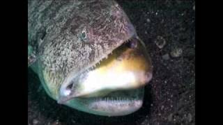 Lizardfish vs Filefish [upl. by Lenoyl173]