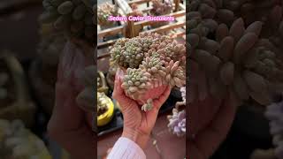 Succulent  Sedum CAVIAR Succulents in beautiful colours 😍 shorts garden succulent senda [upl. by Gerrilee]