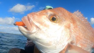 Snapper fishing with soft plastic  NZ Kayak Fishing [upl. by Rubbico261]