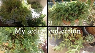 My sedum genus succulent collection  Crassulaceae family [upl. by Eesdnyl]