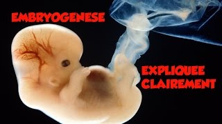 🔴 Dr Astuce  EMBRYOLOGIE EXPLIQUEE CLAIREMENT [upl. by Matthew]